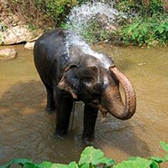 Elephant Shower